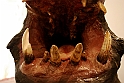 Museo Di Scienze Naturali - Animali 66